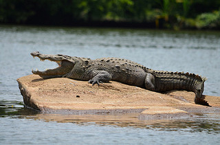 Crocodile Orissa