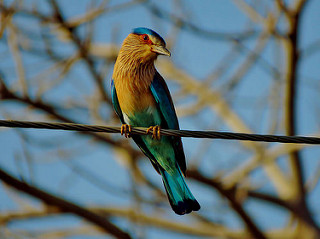 India Bird