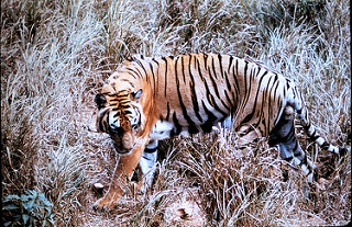 Tiger Orissa