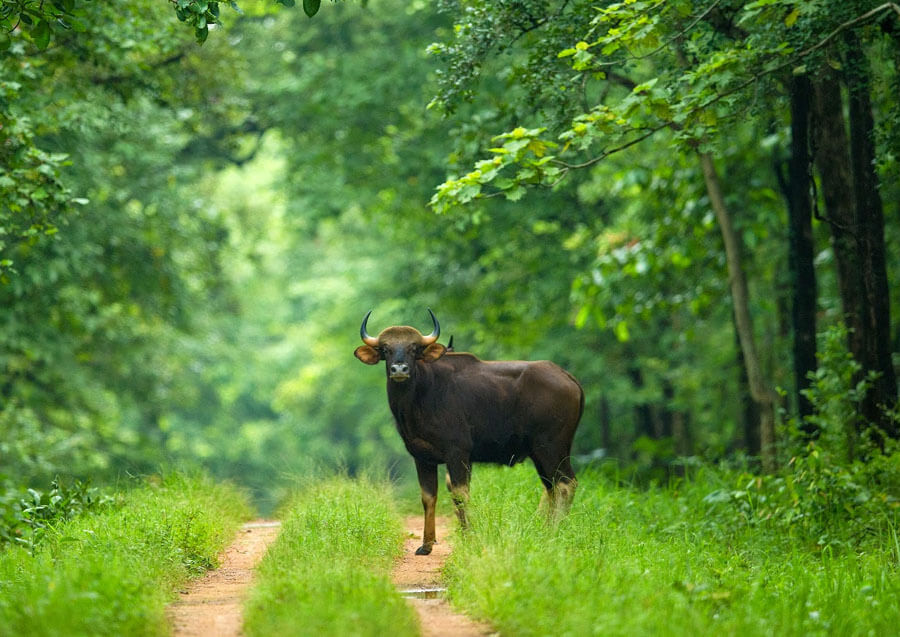 Wildlife Tour Of Chhattisgarh