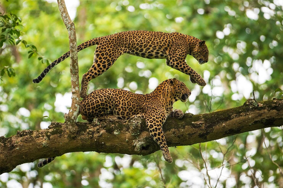Wildlife Tour of Chhattisgarh